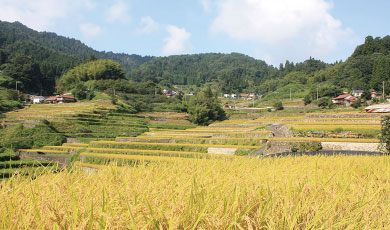 井仁の棚田